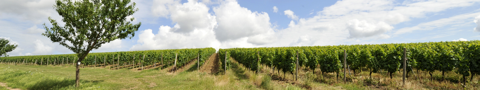 Blick in Weinberg © Dienstleistungszentren Ländlicher Raum
